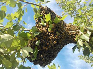 Will Pratt - Chestermere Swarm