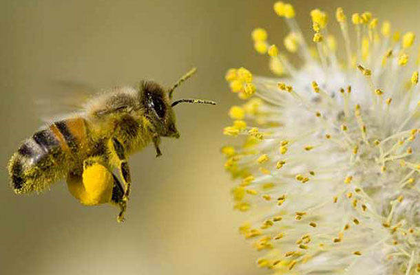 Bee Polinating