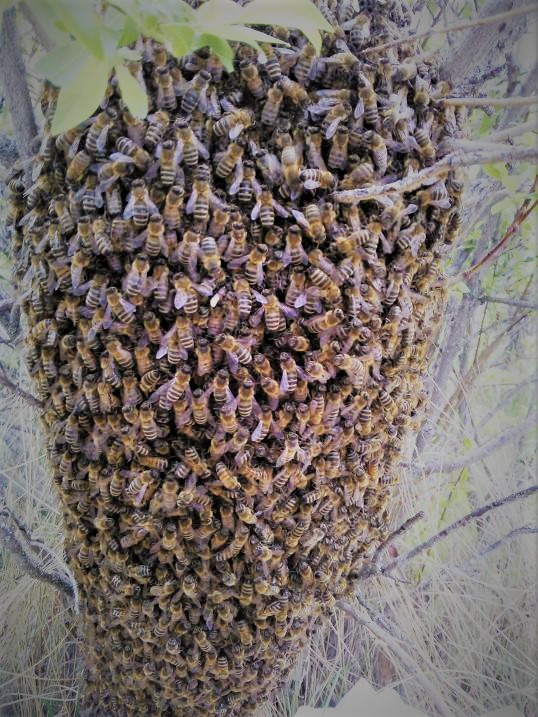Swarms Swarm Catchers Calgary And District Beekeepers - 